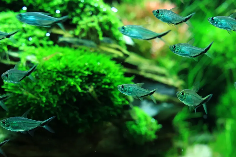 Final - The New Life of Old Stones